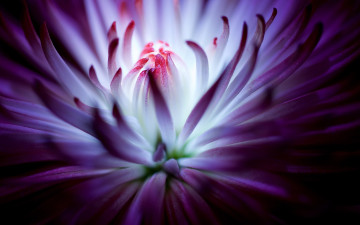 Картинка цветы хризантемы фиолетовый цветок хризантема