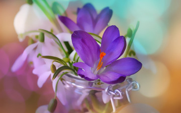Картинка цветы разные+вместе весна банк подснежники крокусы боке