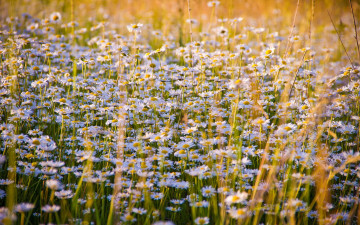 Картинка цветы ромашки полевые луг