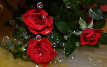 Картинка цветы розы вода макро капли