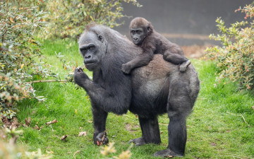 Картинка животные обезьяны фон природа гориллы