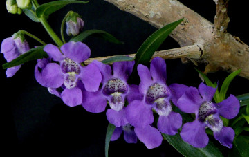 Картинка цветы орхидеи ангелония узколистная лепестки растение