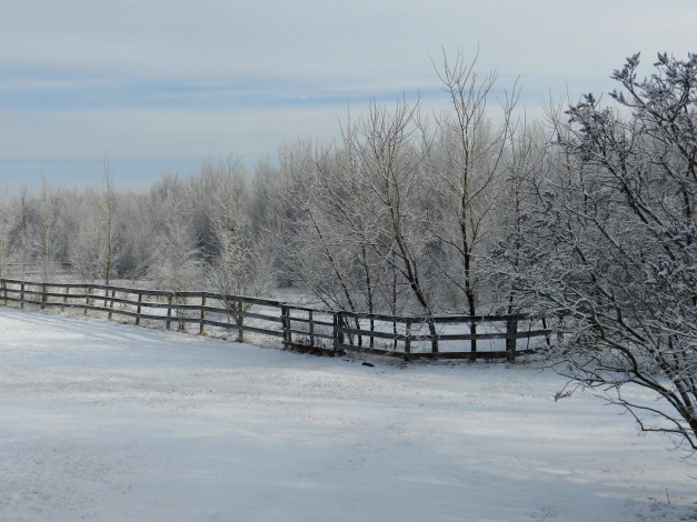 Обои картинки фото природа, зима, изгородь, деревья, снег