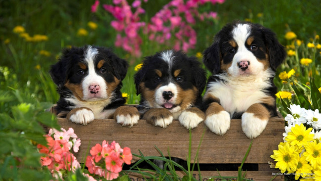 Обои картинки фото животные, собаки, щенки, лето, поле, бернский, зенненхунд, трава, цветы, природа