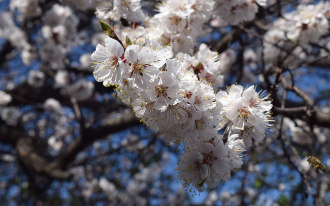 Обои картинки фото цветы, цветущие деревья ,  кустарники, весна, ветви, цветение, небо, пчелы