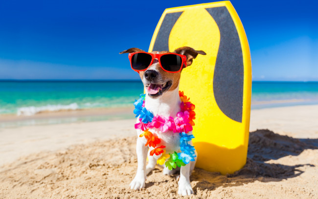 Обои картинки фото юмор и приколы, собака, пляж, джек-рассел-терьер, гирлянда, юмор