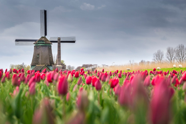 Обои картинки фото разное, мельницы, нидерланды, тюльпаны, весна, мельница, поле, цветы