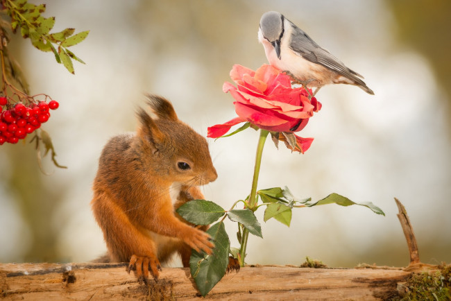 Обои картинки фото животные, разные вместе, рябина, грызунов, журнал, белка, ягоды, птица, роза, цветок, природа