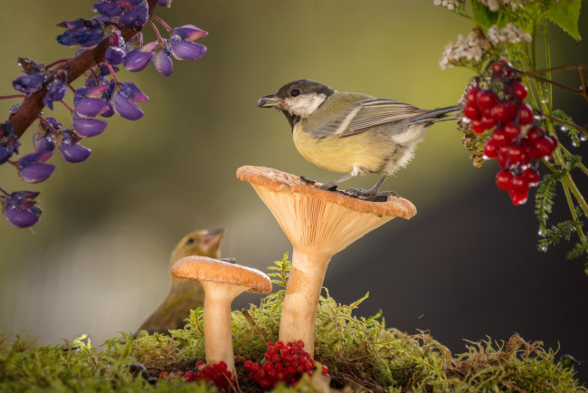Обои картинки фото животные, разные вместе, синицы, птицы, грибы, природа, цветы, ягоды, мох