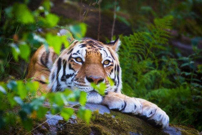 Обои картинки фото животные, тигры, природа, листья, макро, кошка, тигр