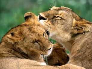 обоя bathing, african, lions, животные, львы