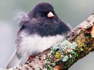 Картинка dark eyed junco животные птицы