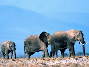 обоя elephant, walk, животные, слоны