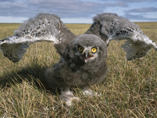 Картинка snowy owl alaska животные совы