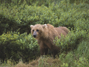 Картинка wet and wild brown bear alaska животные медведи