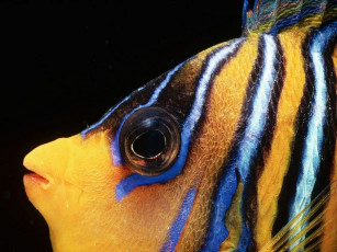 Картинка животные рыбы