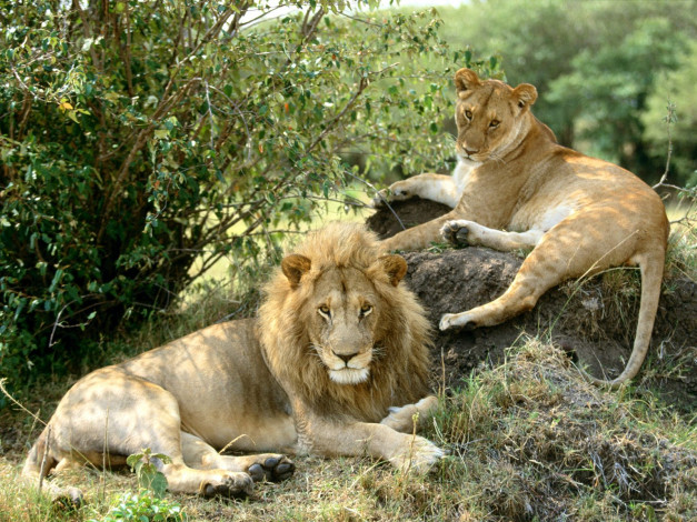 Обои картинки фото african, lions, животные, львы