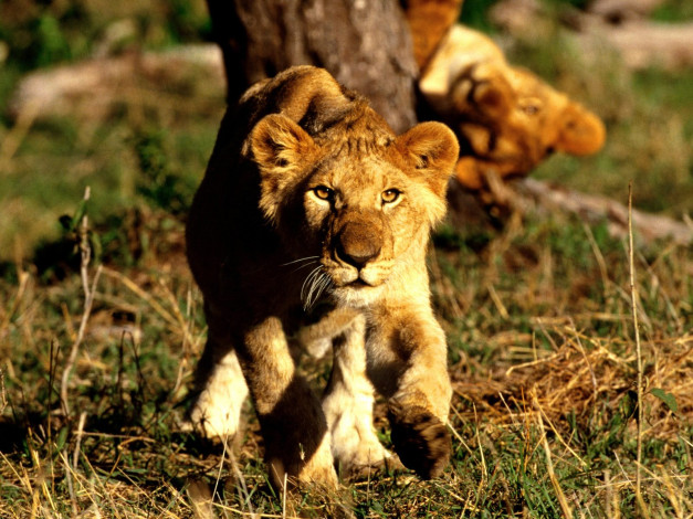 Обои картинки фото curiosity, african, lion, cubs, животные, львы