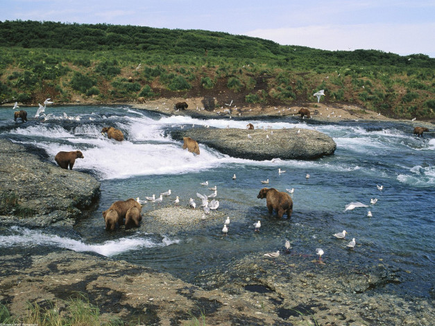 Обои картинки фото the, gathering, mcneil, river, alaska, животные, медведи