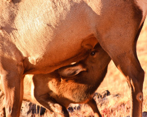 Картинка животные олени оленёнок