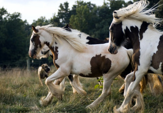 Картинка животные лошади бег грива пятнистый