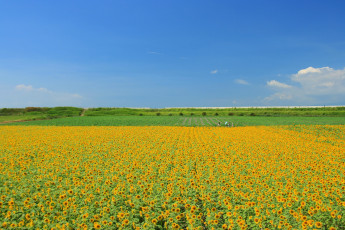 Картинка природа поля жёлтые лепестки