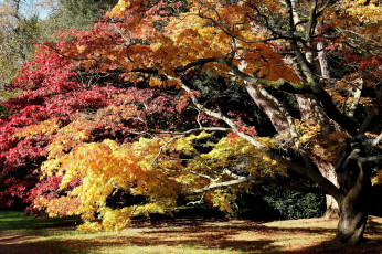 Картинка природа деревья клен желтый красный осень