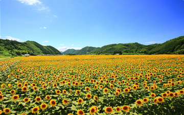 Картинка цветы подсолнухи поле жёлтые лепестки