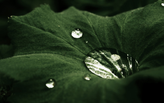 Обои картинки фото капля, дождя, природа, макро, зеленый, лист