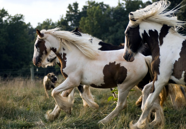 Обои картинки фото животные, лошади, бег, грива, пятнистый