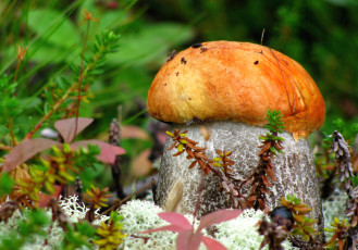 Картинка природа грибы боровичок
