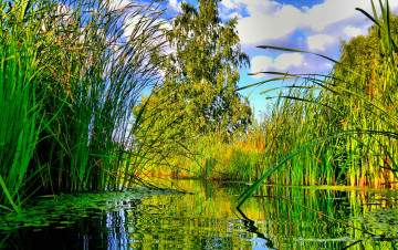 Картинка природа реки озера дерево лето река водоросли осока