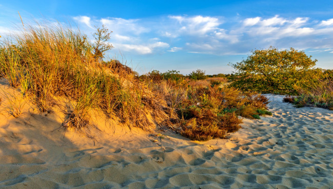 Обои картинки фото природа, побережье, океан, пляж, песок, трава
