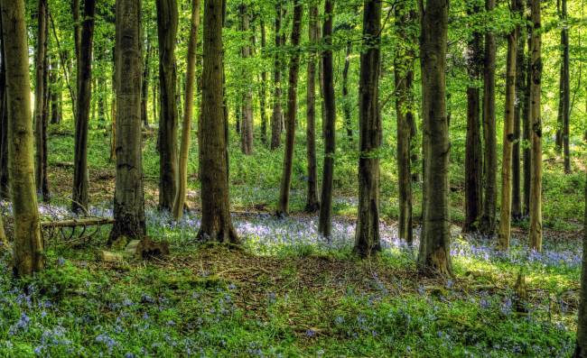 Обои картинки фото hampshire, англия, природа, лес, лето