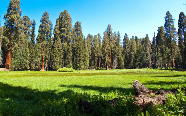 Обои картинки фото sequoia, national, park, california, природа, лес, поляна, парк