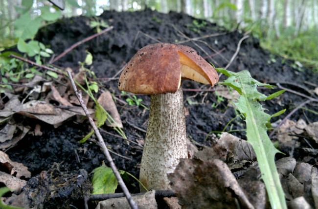 Обои картинки фото природа, грибы, трава, лес, гриб, листва