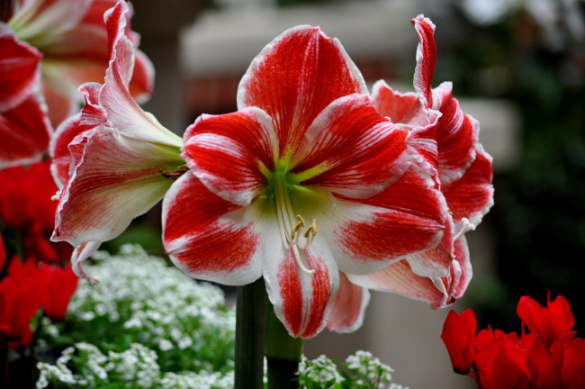 Обои картинки фото цветы, амариллисы,  гиппеаструмы, лепестки, цветение, бело-красные