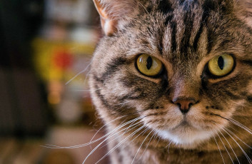 Картинка животные коты кошка кот портрет взгляд усы морда