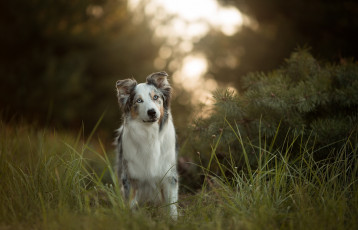 Картинка животные собаки аусси собака трава австралийская овчарка