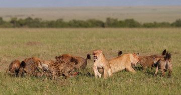 обоя животные, разные вместе, hyenas, lions