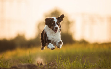 Картинка животные собаки настроение полёт бег собака аусси австралийская овчарка