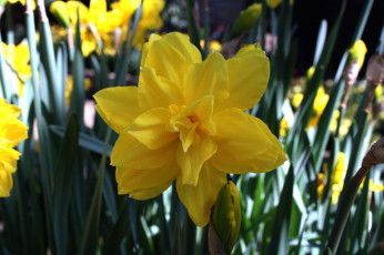 Картинка цветы нарциссы желтый солнечный макро