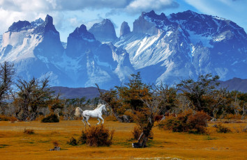 Картинка животные лошади горы