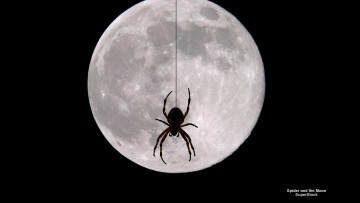 Картинка животные пауки паук луна