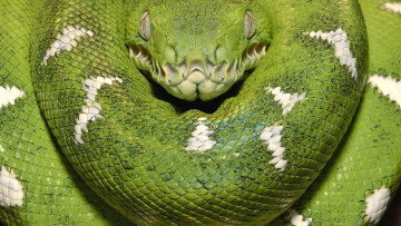 Картинка животные змеи +питоны +кобры питон кольца зеленая змея