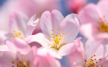 Картинка цветы сакура +вишня цветение весна макро
