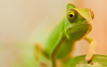 Картинка животные хамелеоны ящерица зеленый хамелеон