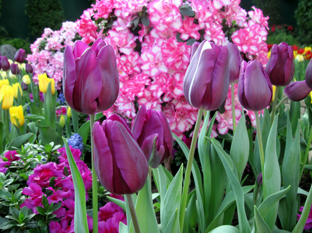 Обои картинки фото цветы, разные вместе, тюльпаны, азалии, лиловые