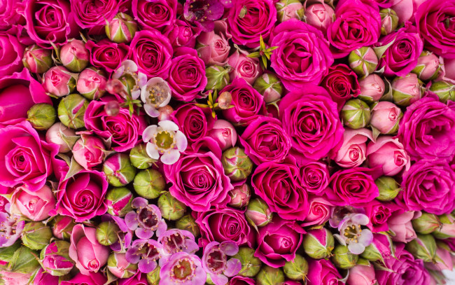 Обои картинки фото цветы, розы, roses, flowers, pink