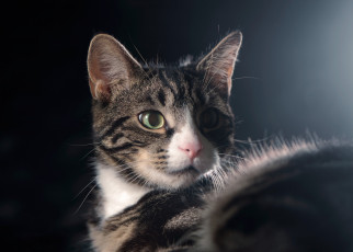 Картинка животные коты глаза котейка взгляд фон